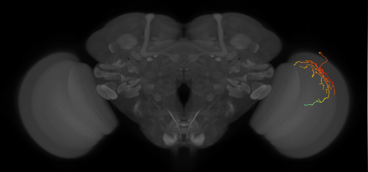 Cm14_R (JRC_OpticLobe:58002)