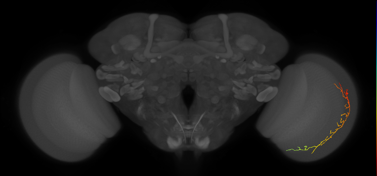 Cm14_R (JRC_OpticLobe:56078)