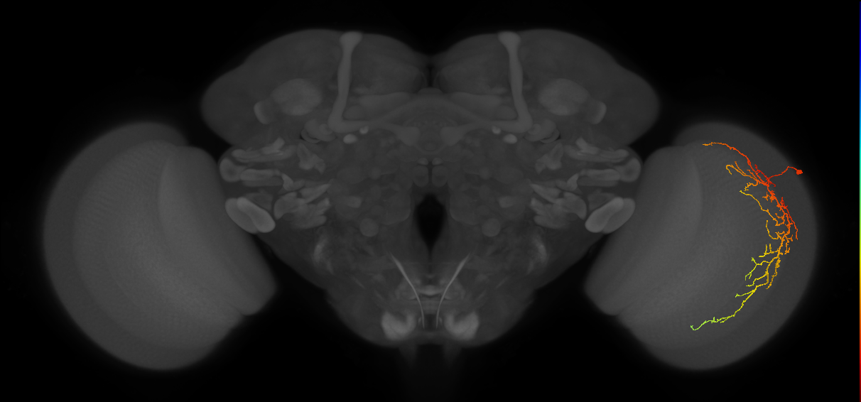 Cm14_R (JRC_OpticLobe:31115)