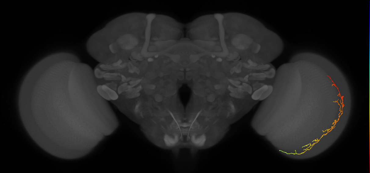 Cm14_R (JRC_OpticLobe:47765)