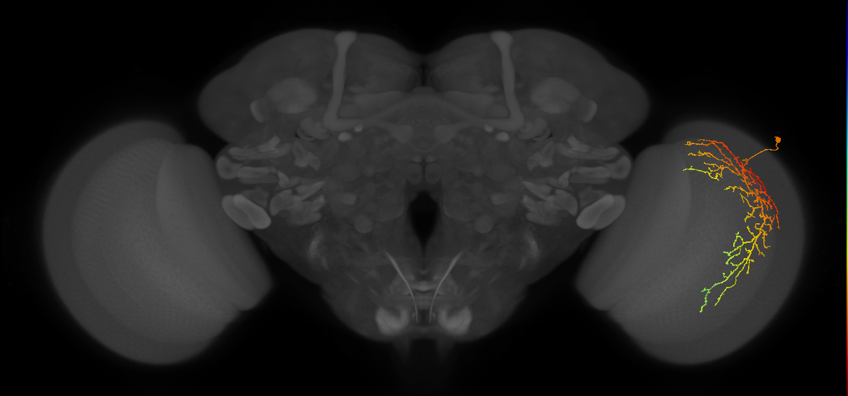 Cm14_R (JRC_OpticLobe:23607)