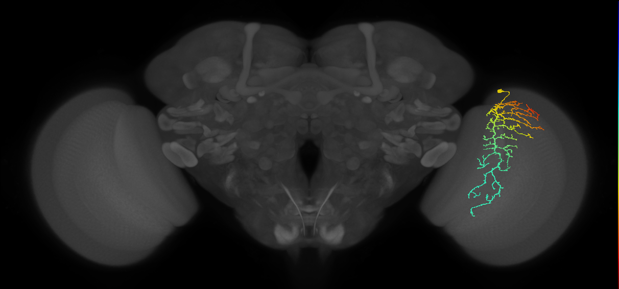 Cm14_R (JRC_OpticLobe:35112)