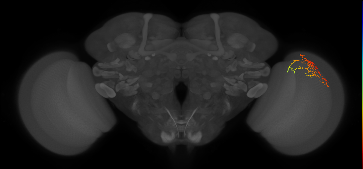 Cm14_R (JRC_OpticLobe:68971)