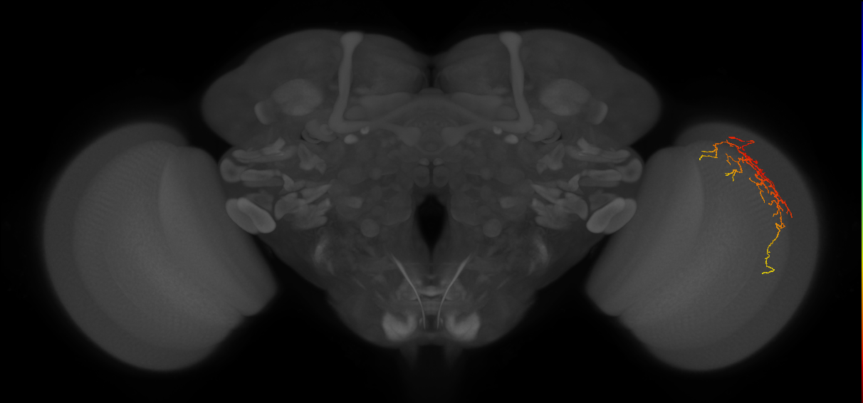 Cm14_R (JRC_OpticLobe:68690)