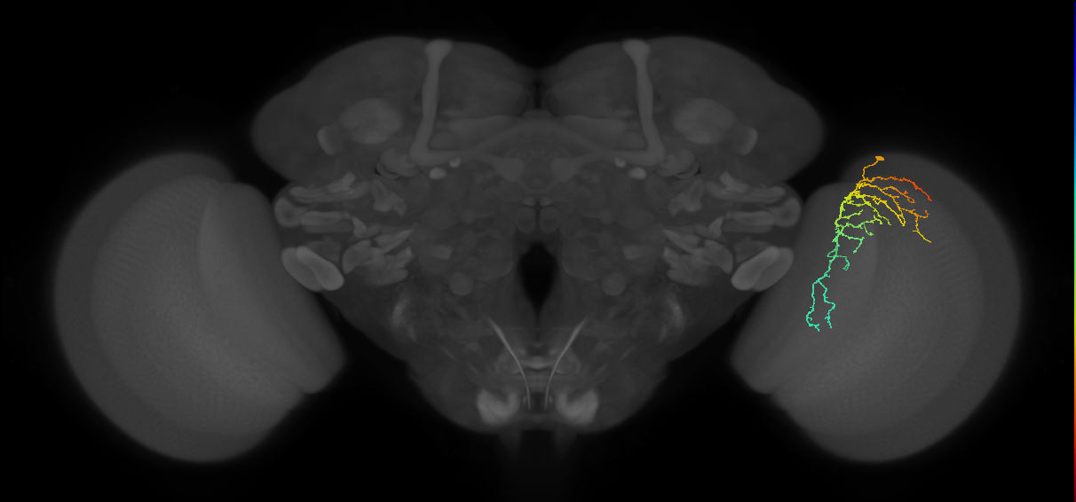 Cm14_R (JRC_OpticLobe:58966)