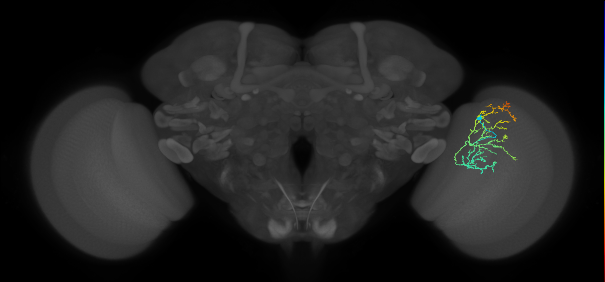 Cm16_R (JRC_OpticLobe:51238)