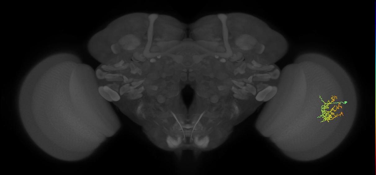 Cm16_R (JRC_OpticLobe:45326)