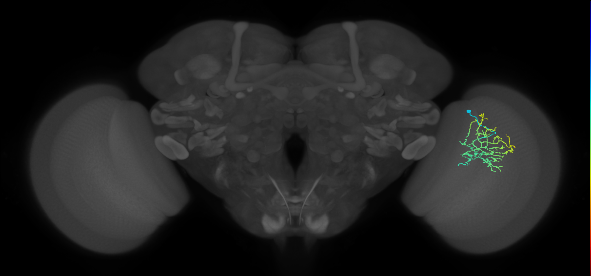 Cm16_R (JRC_OpticLobe:54844)