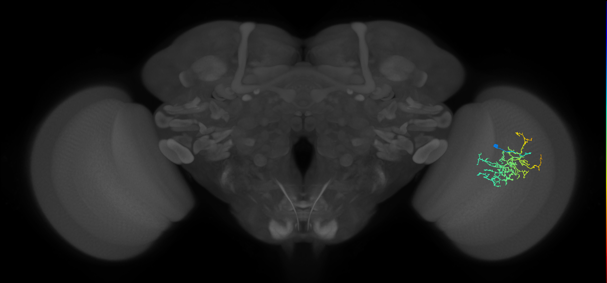 Cm16_R (JRC_OpticLobe:73346)