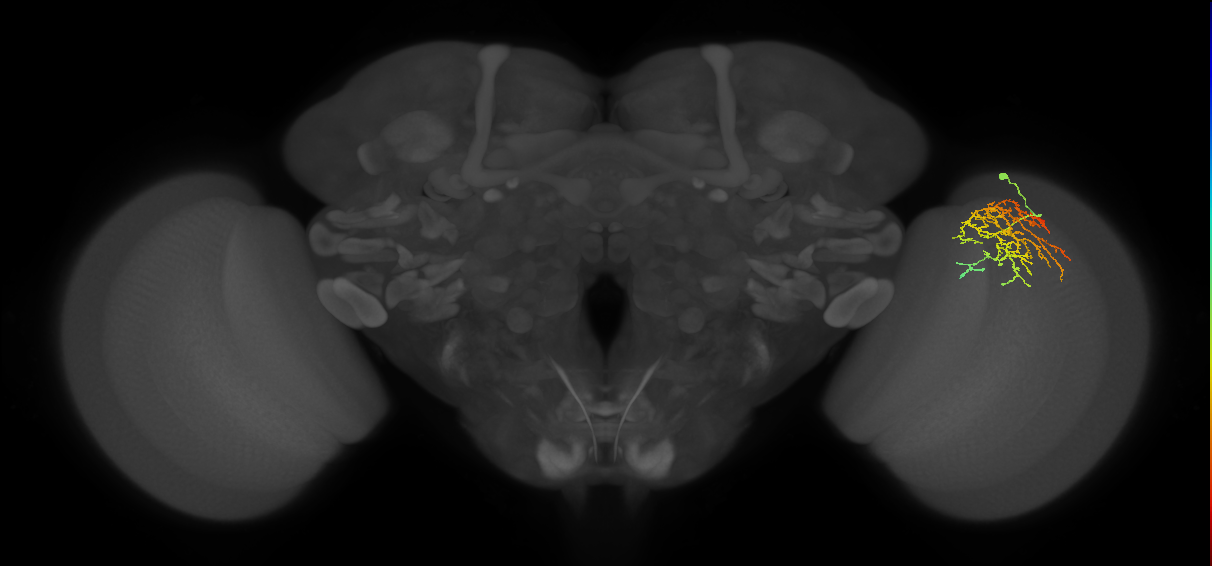 Cm16_R (JRC_OpticLobe:48336)