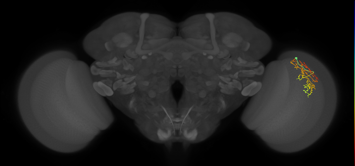 Cm16_R (JRC_OpticLobe:56436)
