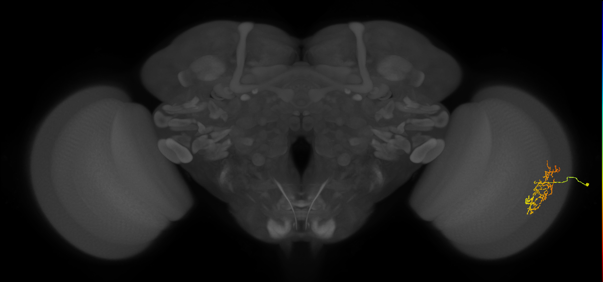 Cm16_R (JRC_OpticLobe:57725)