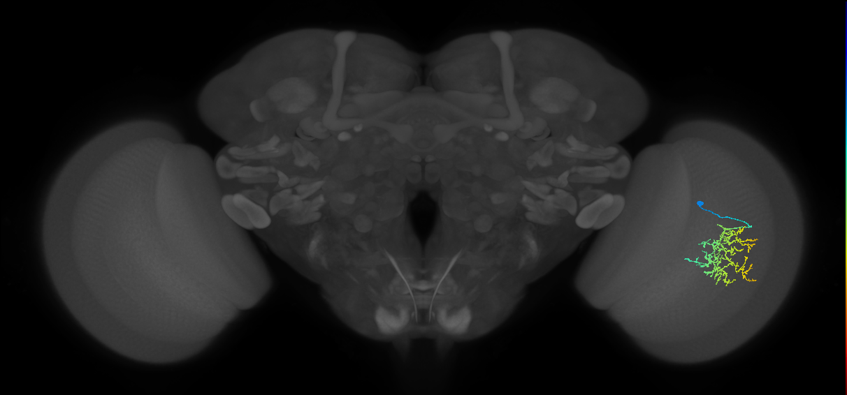 Cm16_R (JRC_OpticLobe:61146)