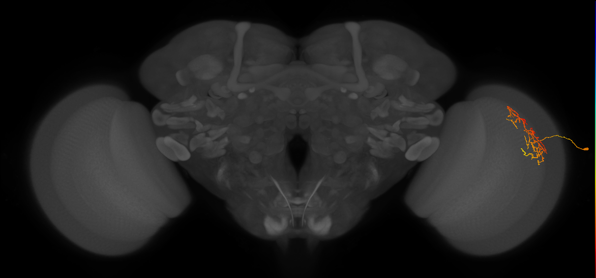 Cm16_R (JRC_OpticLobe:63714)