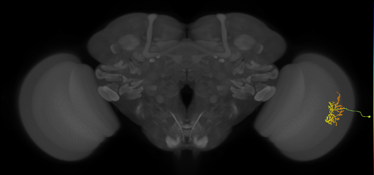 Cm16_R (JRC_OpticLobe:74142)