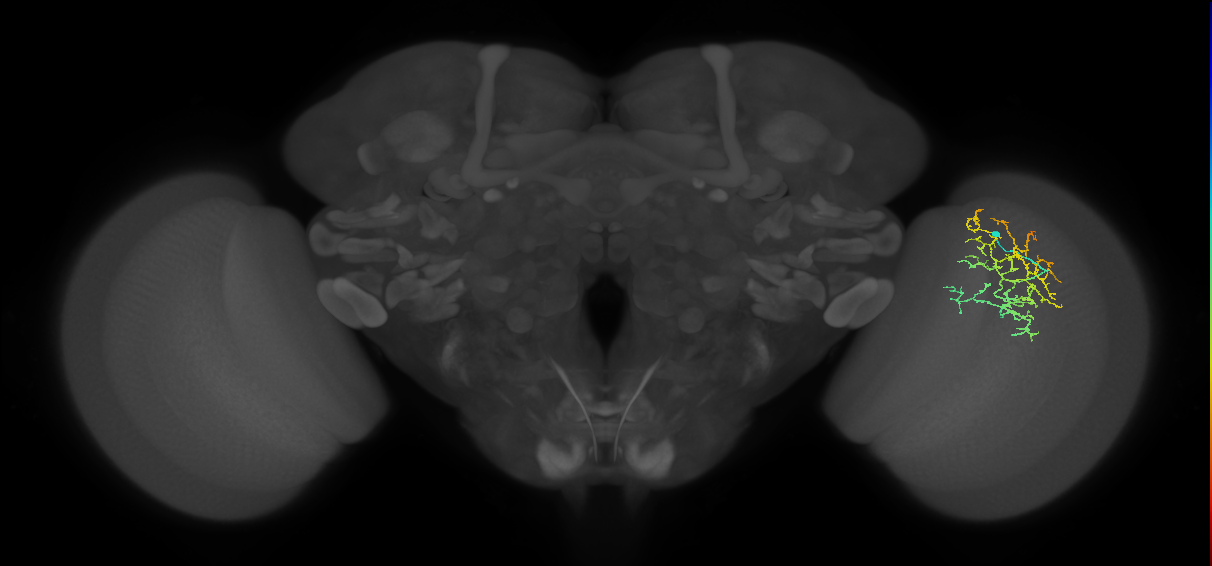 Cm16_R (JRC_OpticLobe:85835)