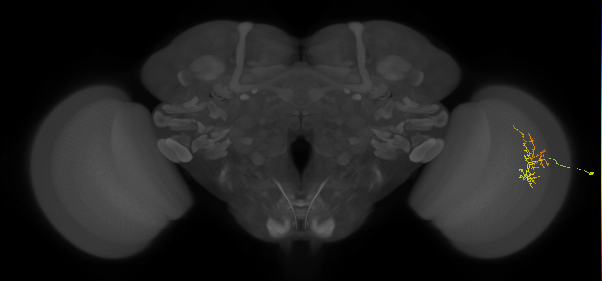 Cm16_R (JRC_OpticLobe:70728)