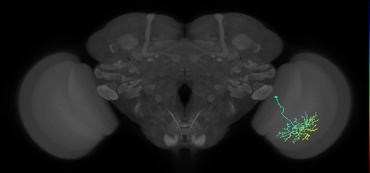 Cm17_R (JRC_OpticLobe:43475)