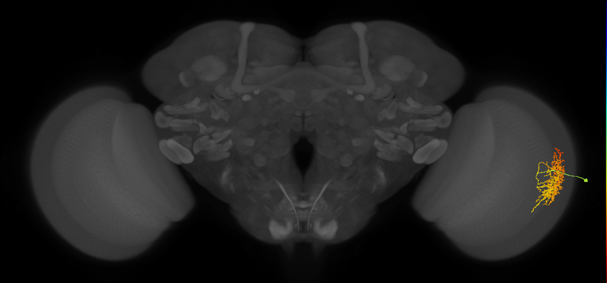 Cm17_R (JRC_OpticLobe:38668)