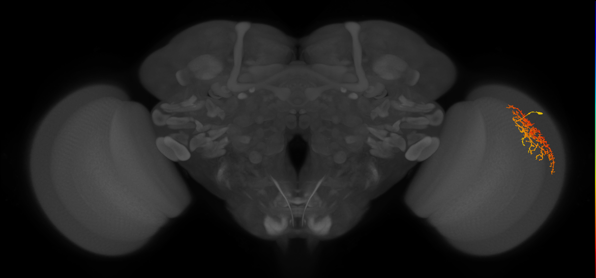Cm17_R (JRC_OpticLobe:43104)