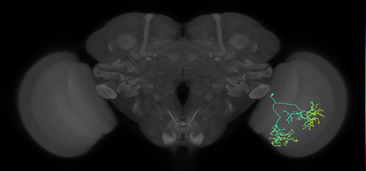 Cm17_R (JRC_OpticLobe:33360)