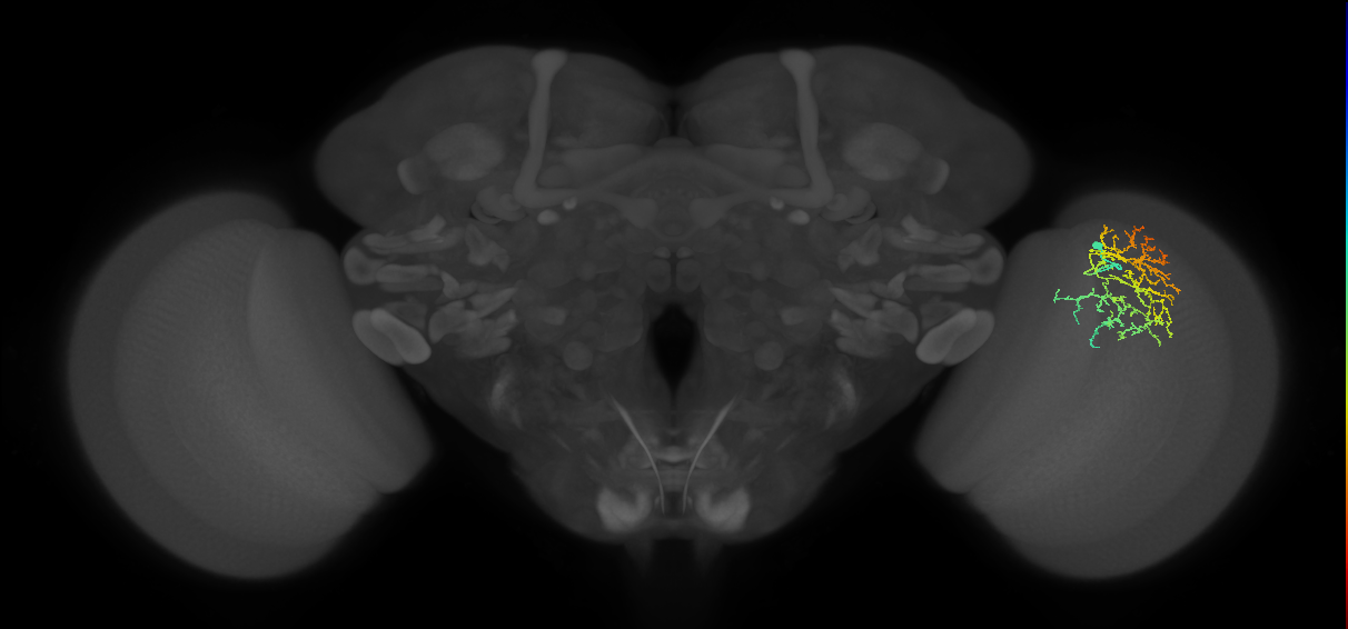 Cm17_R (JRC_OpticLobe:57154)