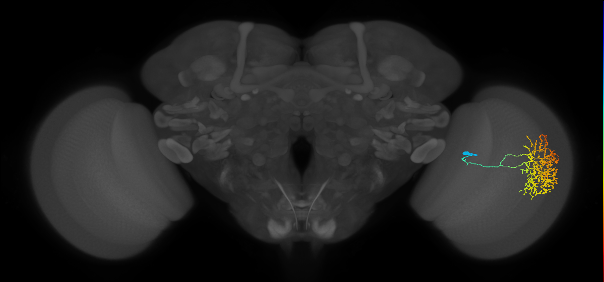 Cm17_R (JRC_OpticLobe:34218)