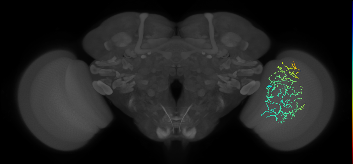 Cm17_R (JRC_OpticLobe:33350)