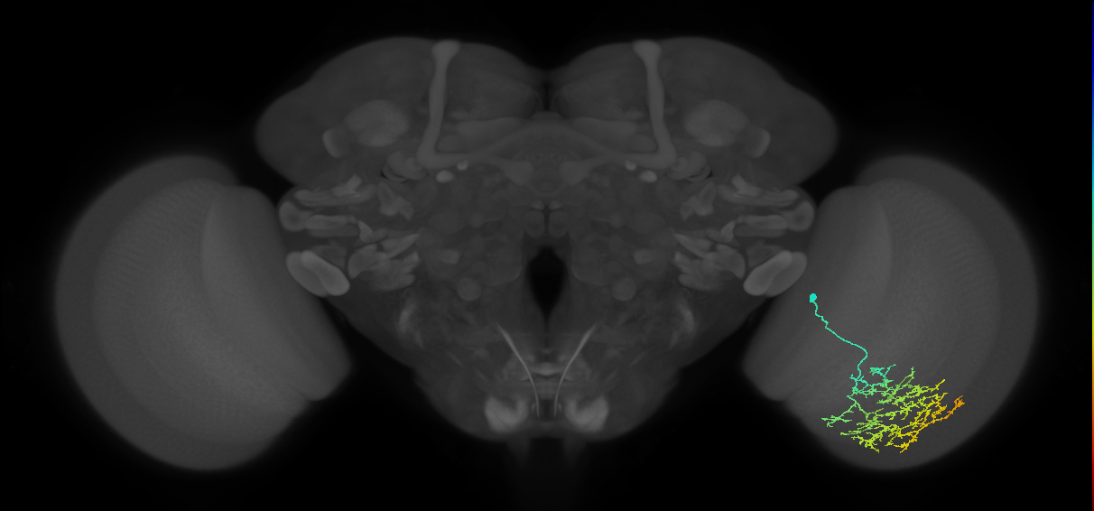 Cm17_R (JRC_OpticLobe:33443)