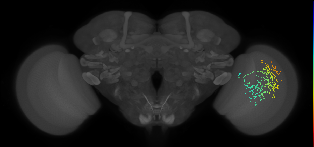 Cm17_R (JRC_OpticLobe:33665)
