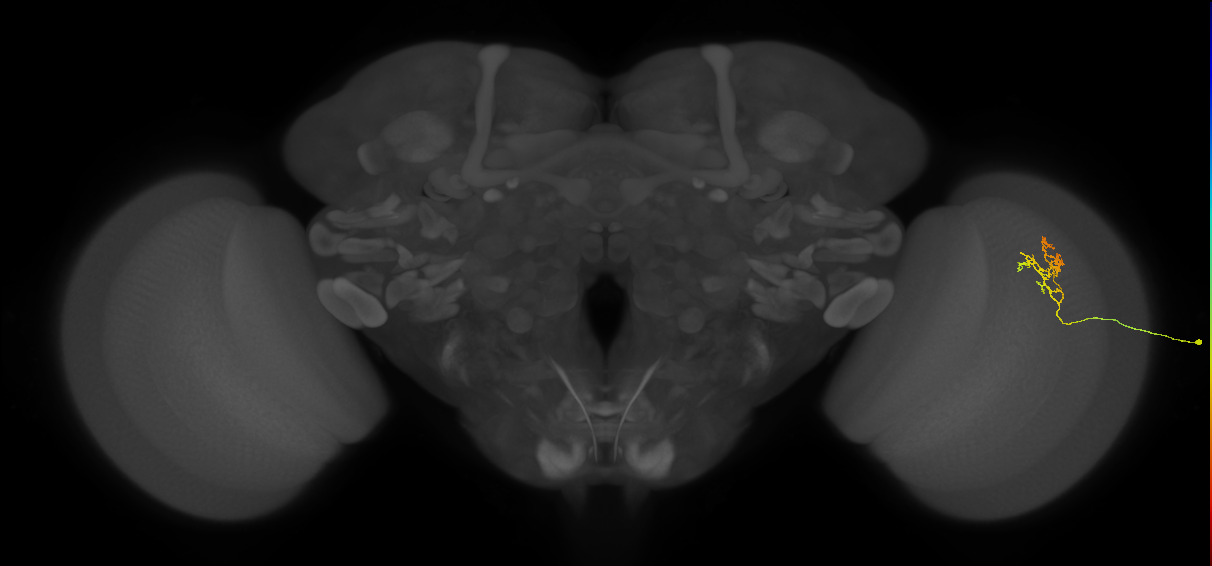 Cm18_R (JRC_OpticLobe:147603)