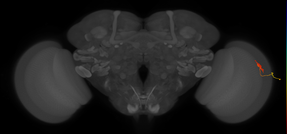 Cm18_R (JRC_OpticLobe:112869)