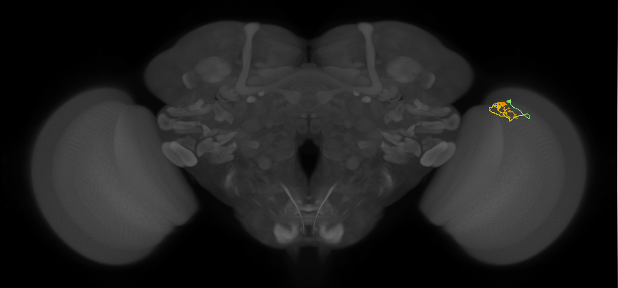 Cm18_R (JRC_OpticLobe:125267)