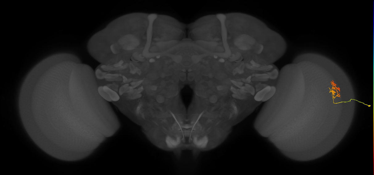 Cm18_R (JRC_OpticLobe:94255)