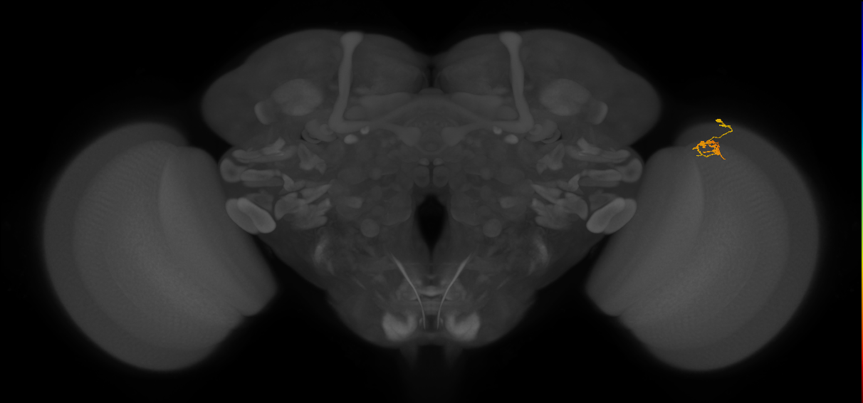 Cm18_R (JRC_OpticLobe:144648)