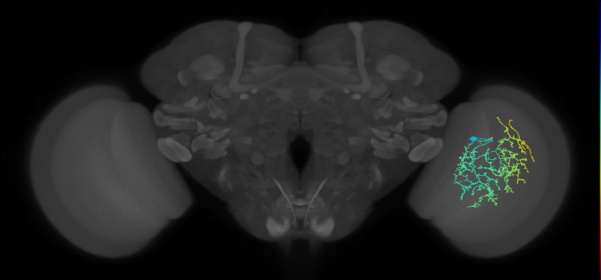 Cm19_R (JRC_OpticLobe:30239)