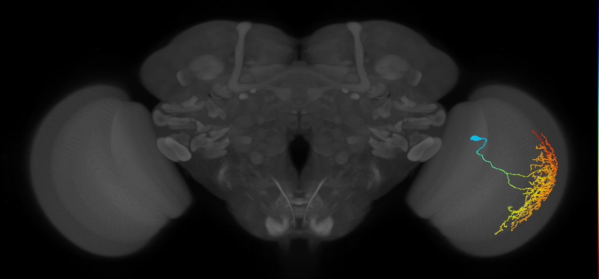 Cm19_R (JRC_OpticLobe:19005)