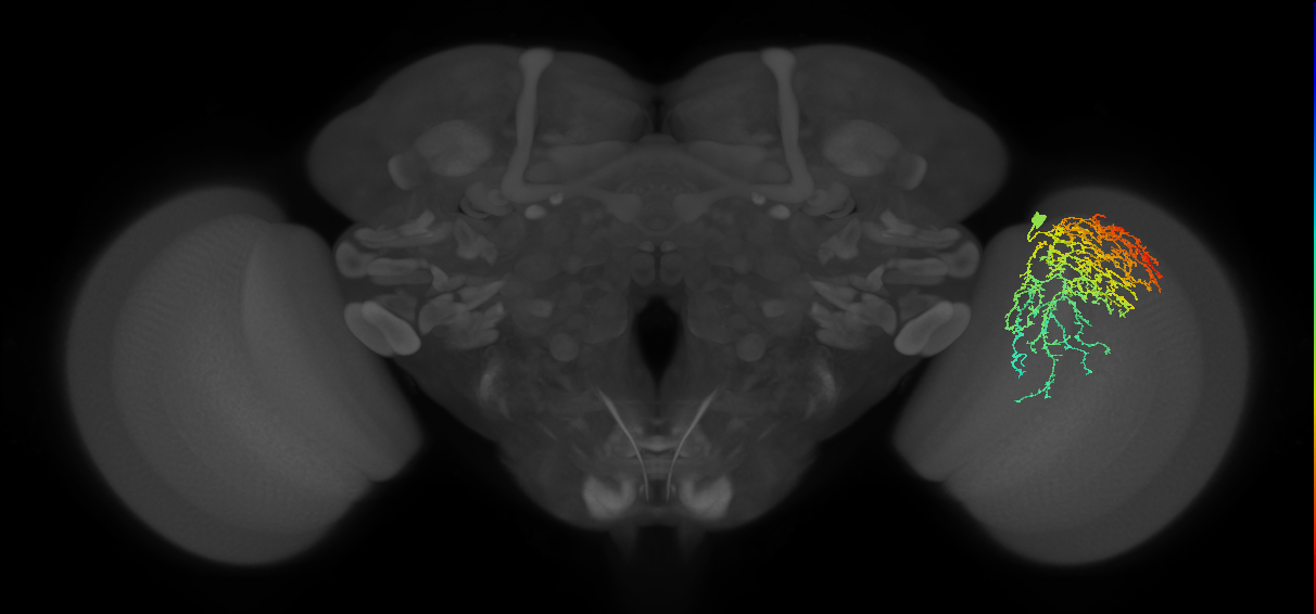 Cm19_R (JRC_OpticLobe:23111)