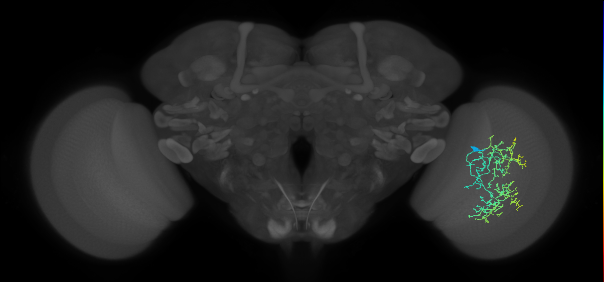 Cm19_R (JRC_OpticLobe:34659)