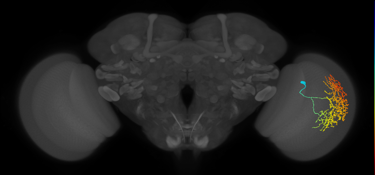 Cm19_R (JRC_OpticLobe:22342)