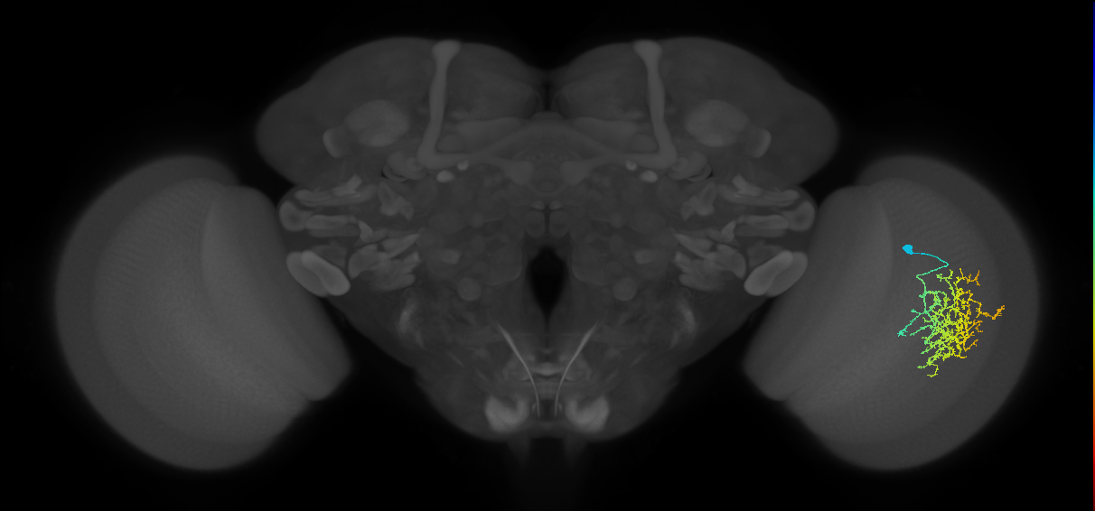 Cm19_R (JRC_OpticLobe:31510)