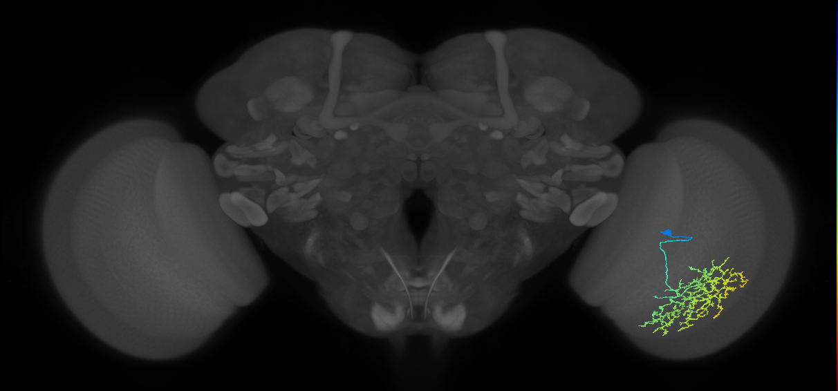 Cm19_R (JRC_OpticLobe:30607)