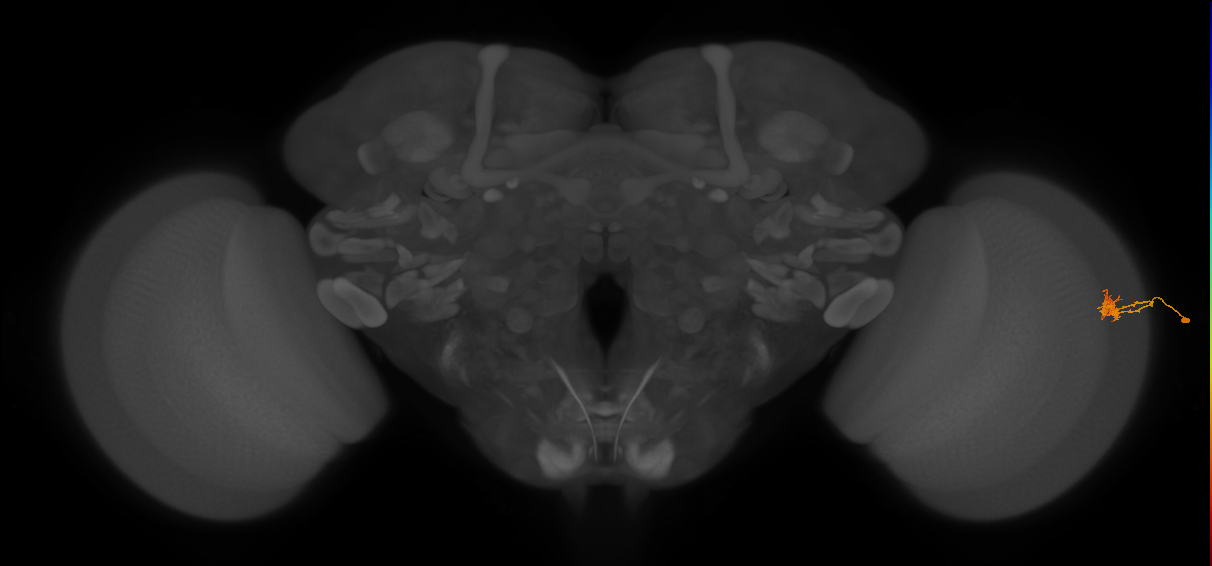 Cm2_R (JRC_OpticLobe:122267)