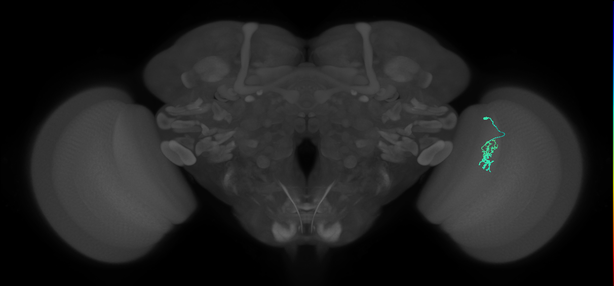 Cm2_R (JRC_OpticLobe:117070)