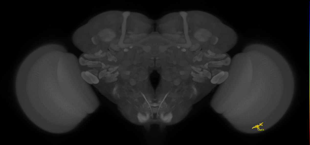 Cm2_R (JRC_OpticLobe:161378)