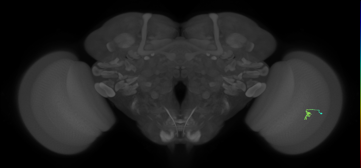 Cm2_R (JRC_OpticLobe:142304)
