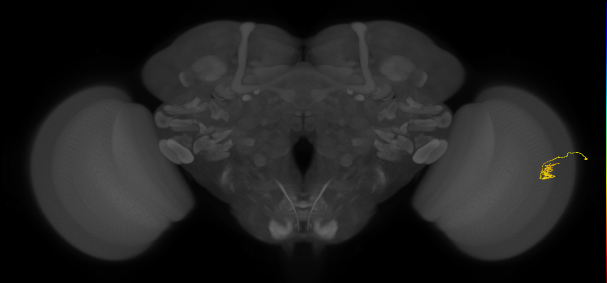Cm2_R (JRC_OpticLobe:555648)