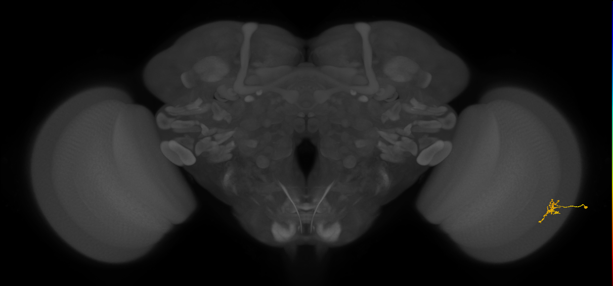 Cm2_R (JRC_OpticLobe:183628)