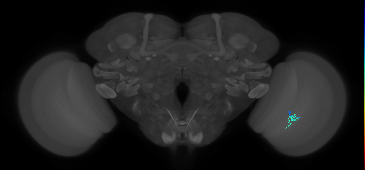 Cm2_R (JRC_OpticLobe:142946)