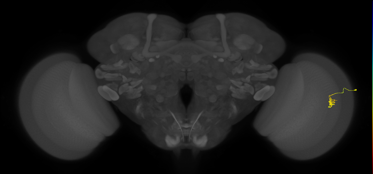 Cm2_R (JRC_OpticLobe:123998)